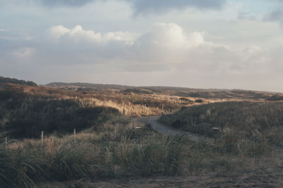 Scenic view of tree against sky