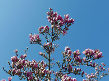 Low angle view of pink flowers on branch