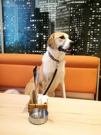 Dog looking away while sitting on table