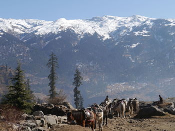 Men with horses against snowcapped himalayas mountains