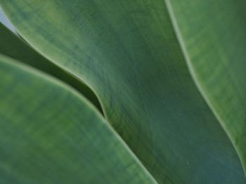 Full frame shot of leaves