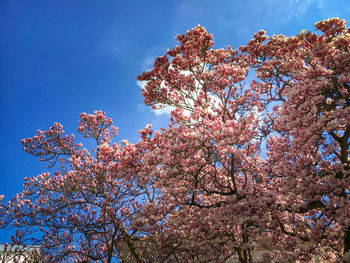 Low angle view of cherry blossoms in spring