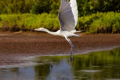 Seagull flying over lake