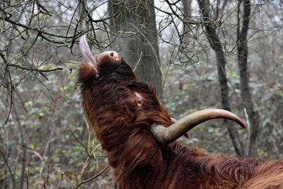 Highland cattle outdoors