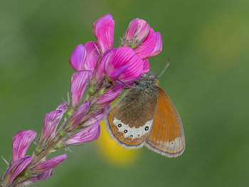 Close-up of butterfly pollinating on pink flower