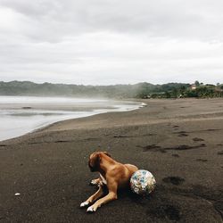 Boxer breed with his football on a black lava beach, playa venao, panama.