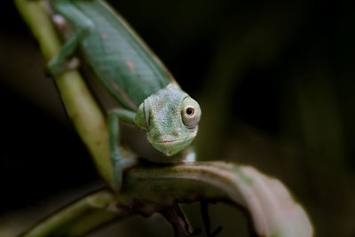 Baby veiled chameleon