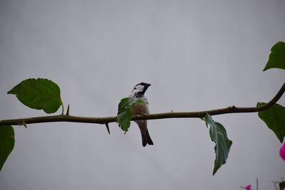 Low angle view of bird perching on tree against sky