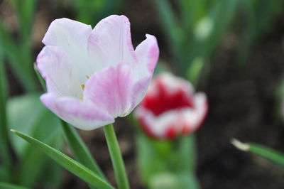Close-up of pink flower