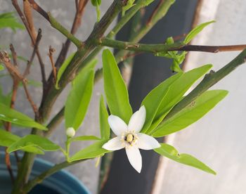 Close-up of white flowering plant