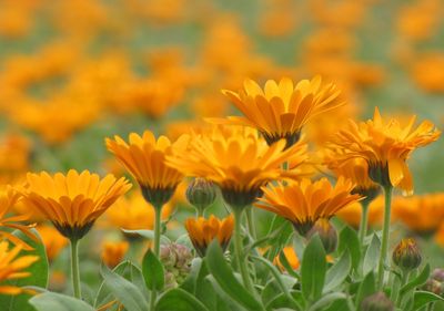 Close-up of yellow flowers blooming on field