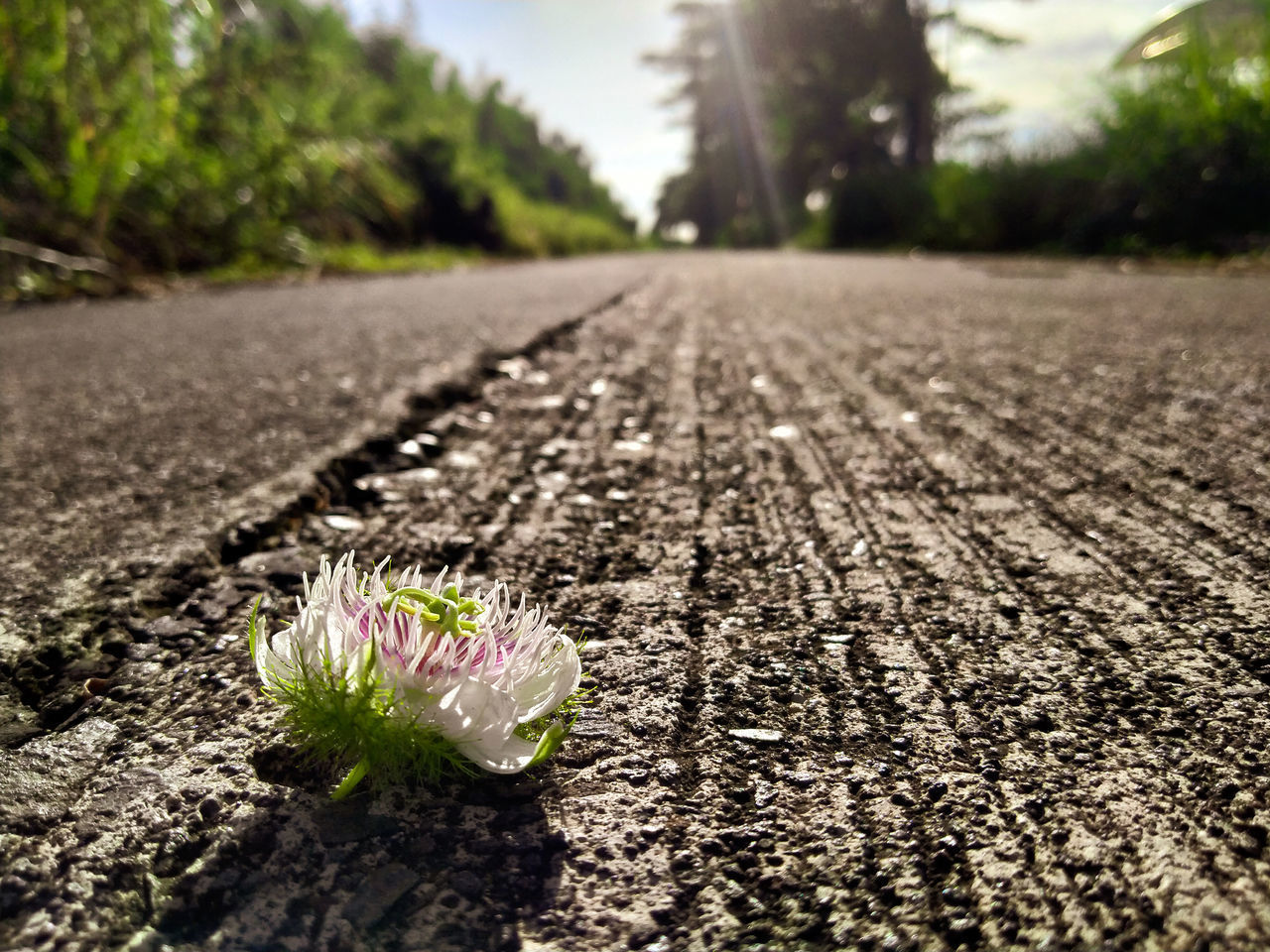 CLOSE-UP OF WHITE FLOWER ON ROAD
