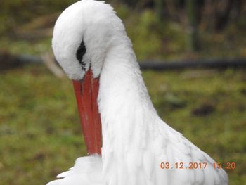 Close-up of swan