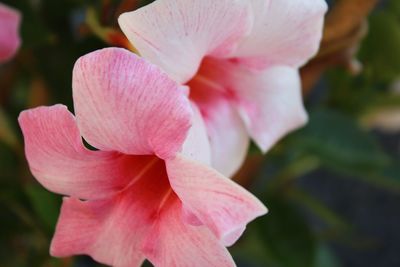 Close-up of pink flowers