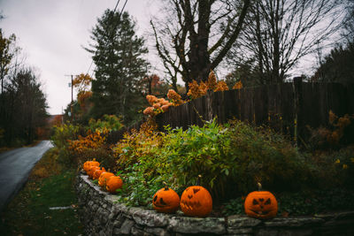 Close-up of pumpkins