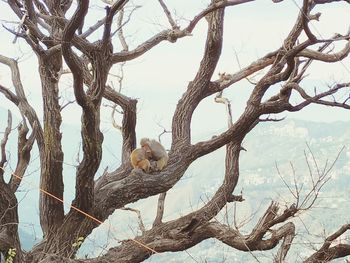 Low angle view of birds perching on tree