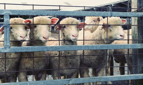 Sheep in cage