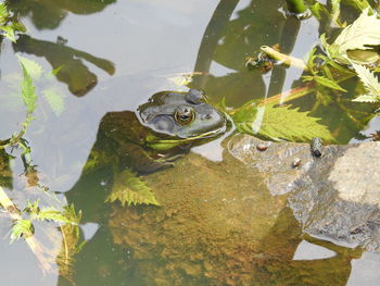 High angle view of frog in lake