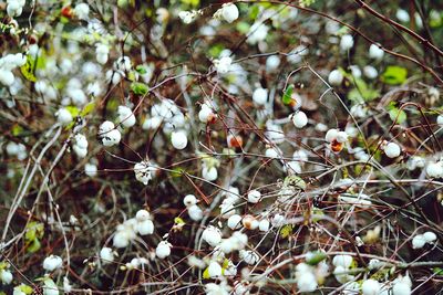 Close-up of leaves on twig