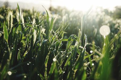 Close-up of grass in field