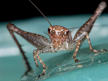 Close-up of insect