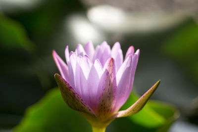Close-up of pink flowers
