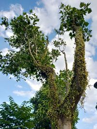 Low angle view of trees growing against sky