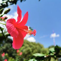 Close-up of red hibiscus flower against sky