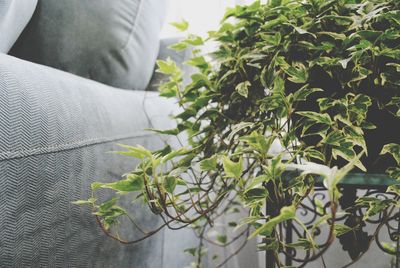 Close-up of houseplant with sofa