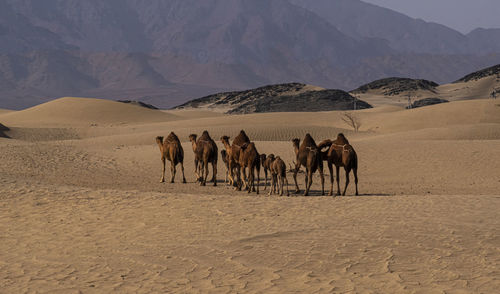 Camels in the desert walking and swimming among the golden sands