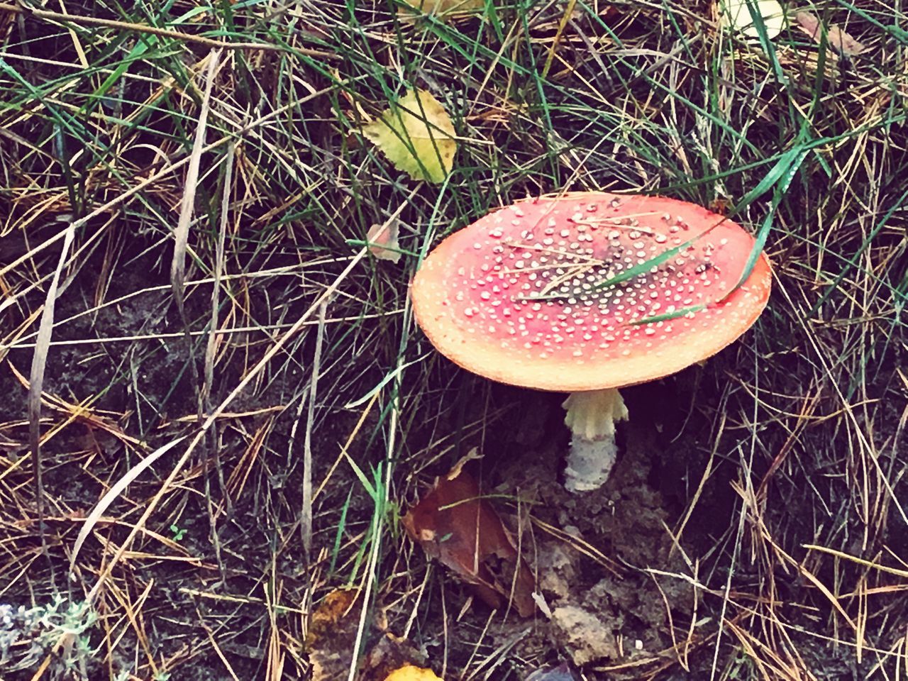 CLOSE-UP OF MUSHROOM ON APPLE