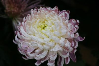 Close-up of pink flower