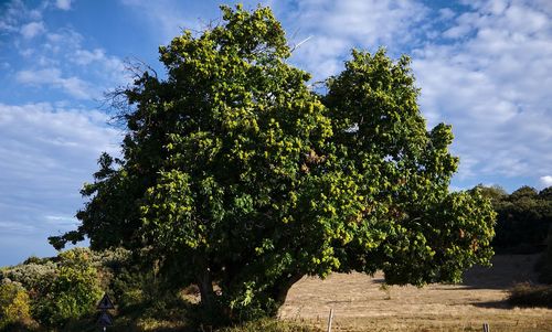 Trees growing on field against sky