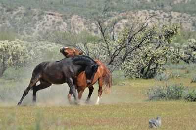 Horse running on field