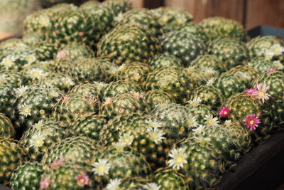 Close-up of vegetables for sale in market
