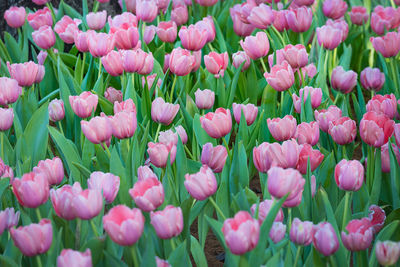 Close-up of pink tulips in field