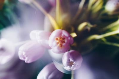 Close-up of flower