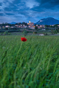 Red poppy growing on grassy field against blue sky at dusk