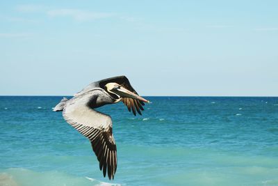 Pelican flying over sea on sunny day