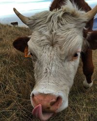 domestic animals