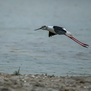 Bird flying over sea