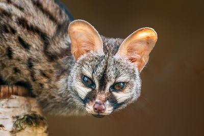 Close-up portrait of a cat