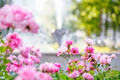 Close-up of pink cherry blossoms in spring