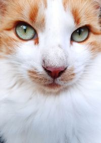 Close-up portrait of a cat