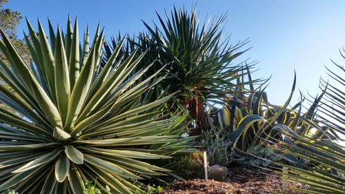 Low angle view of palm tree against clear sky