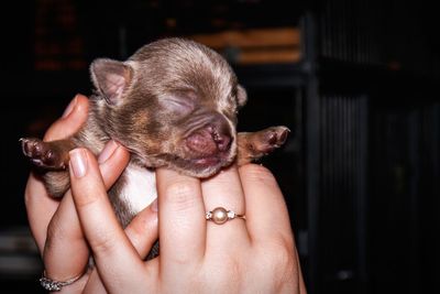 Close-up of hand holding puppy