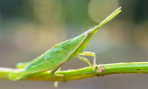 Close-up of insect on leaf