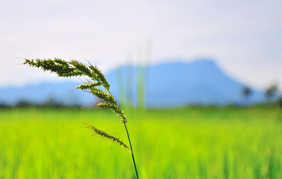 Close-up of fresh green field against sky