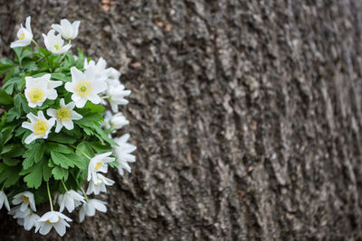 Close-up of white flowering plant against tree trunk