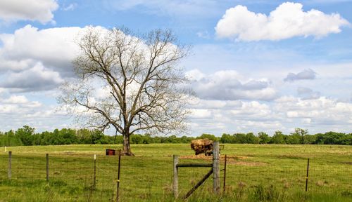 pasture